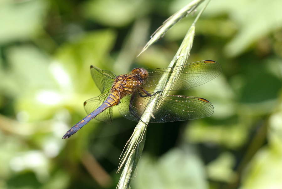 Orthetrum coerulescens immaturo?